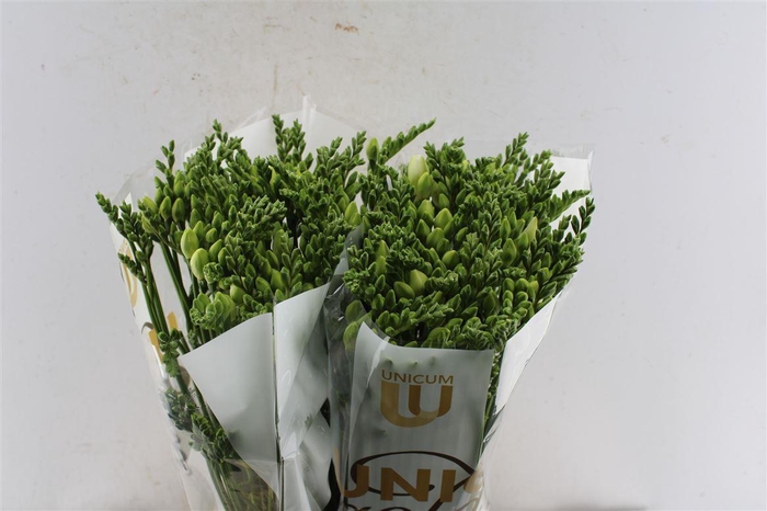 <h4>Fr Du Vivre White</h4>