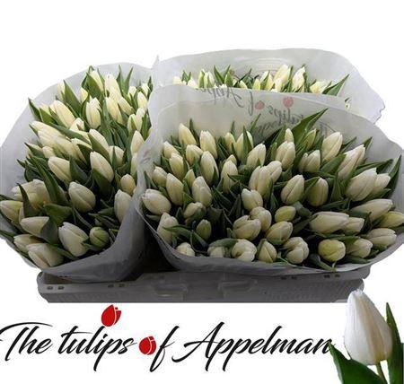 <h4>Tu En White Prince</h4>