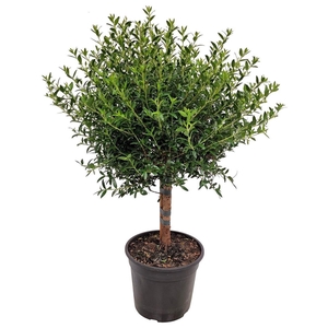 MYRTUS COM