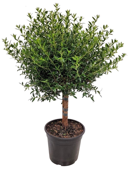 <h4>MYRTUS COM</h4>