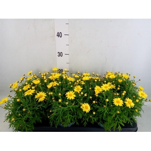 Argyranthemum  'La Rita Yellow'