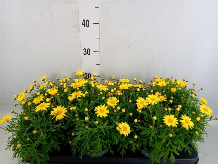 <h4>Argyranthemum  'La Rita Yellow'</h4>