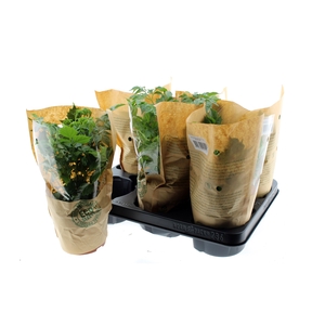 KAMERPL GEM GR 2 SRT