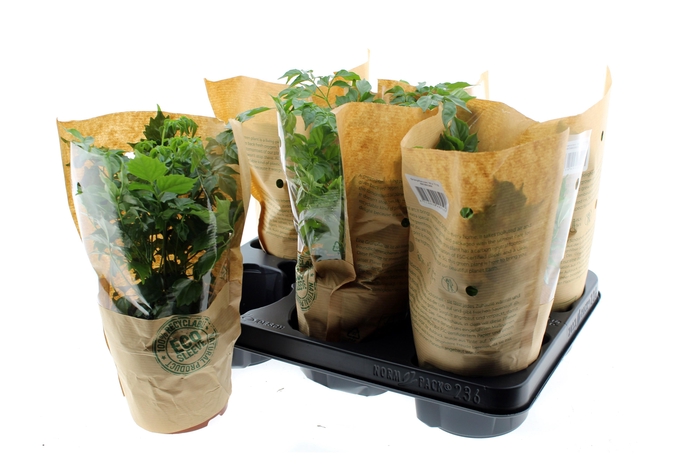 <h4>KAMERPL GEM GR 2 SRT</h4>