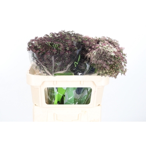 Daucus Carota