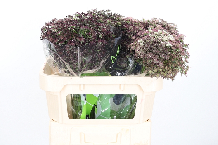 <h4>Daucus Carota</h4>