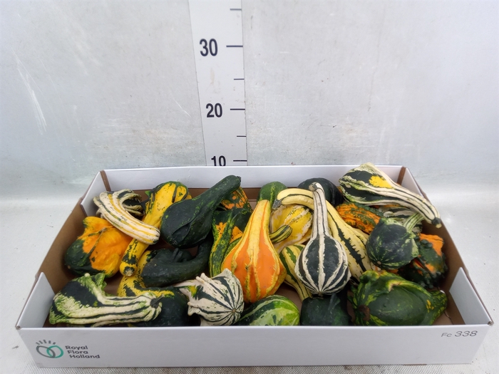 <h4>Cucurbita pepo 'Indian'   ...mix</h4>