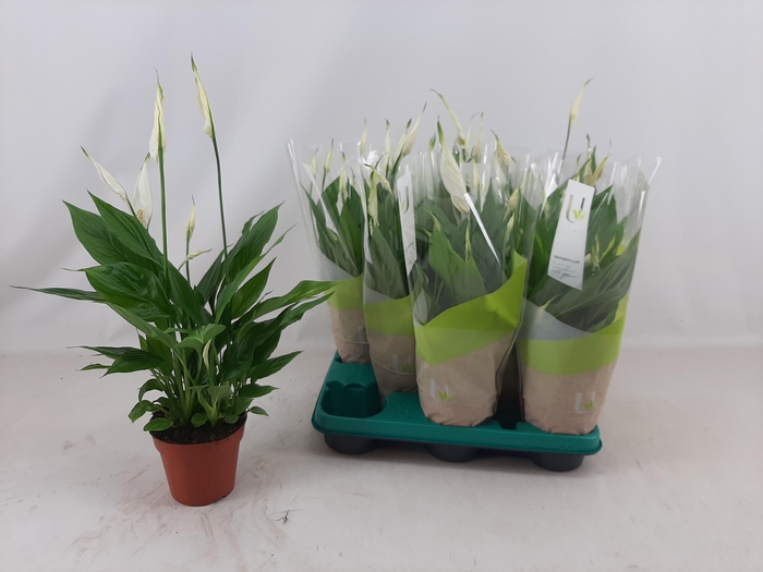 <h4>SPATH TORELLI</h4>