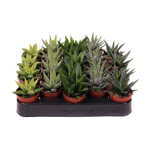 Haworthia mix 5,5 cm