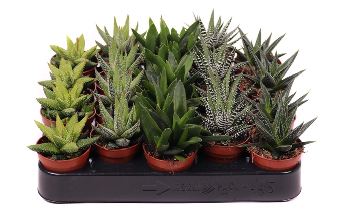 <h4>Haworthia mix 5,5 cm</h4>