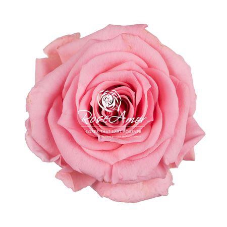 <h4>Xs Pin06</h4>