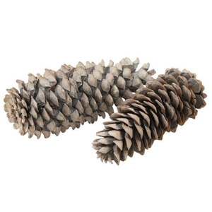 Pinecone Sugar Pine