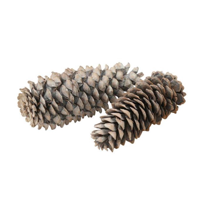 <h4>Pinecone Sugar Pine</h4>