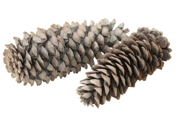 Pinecone Sugar Pine
