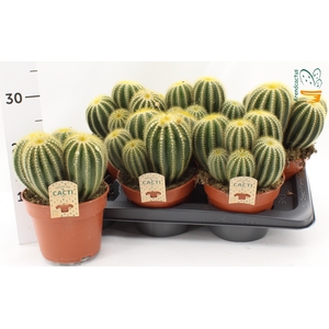 CACTUS OV