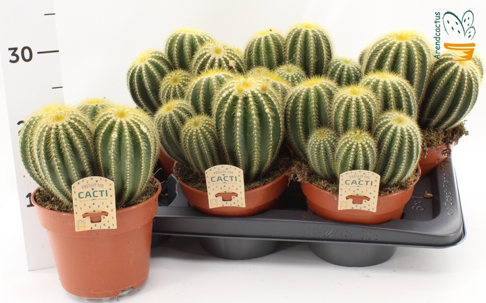 <h4>CACTUS OV</h4>