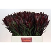 Leucadendron Saf Sunset Dark R.