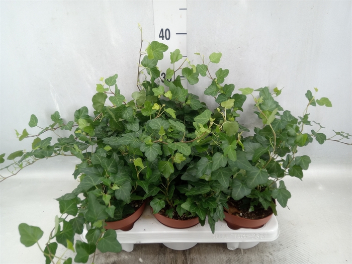 <h4>Hedera helix 'Wonder'</h4>