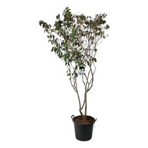 Cornus kousa 'China Girl'