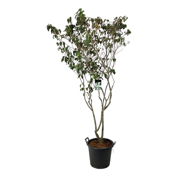 <h4>Cornus kousa 'China Girl'</h4>