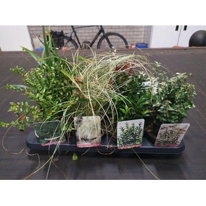 Heesters overig gemengd