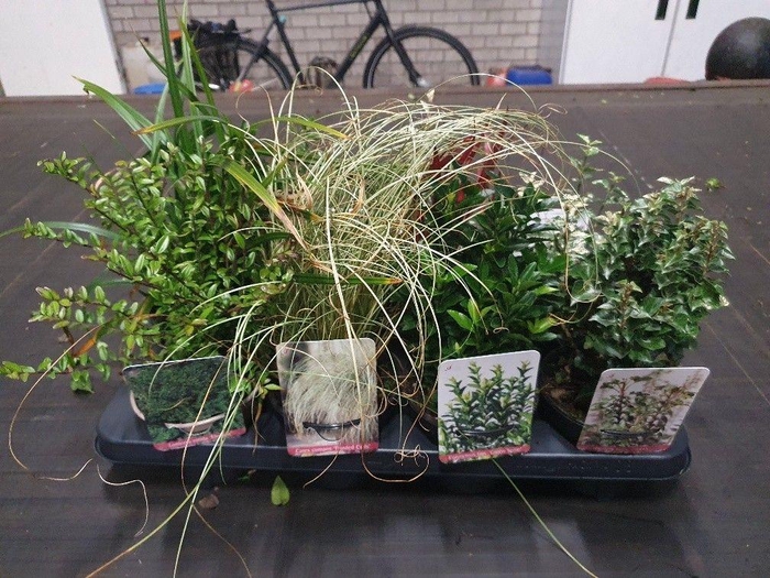 <h4>Heesters overig gemengd</h4>