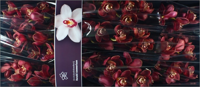 <h4>Cymbidium Lucifer Doos</h4>