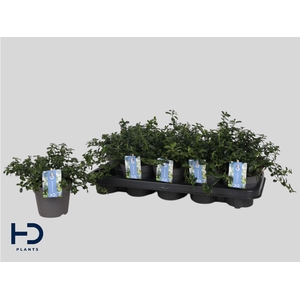 CEAN TH REPENS