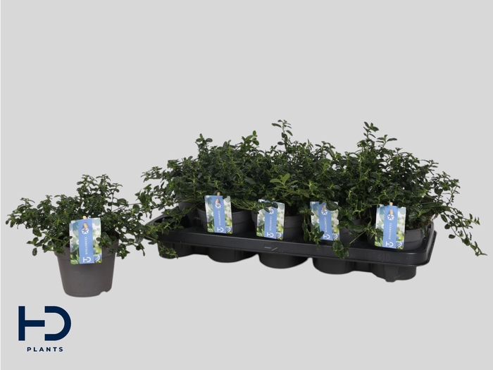 <h4>CEAN TH REPENS</h4>