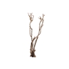 Syringa Branch Extra Mores