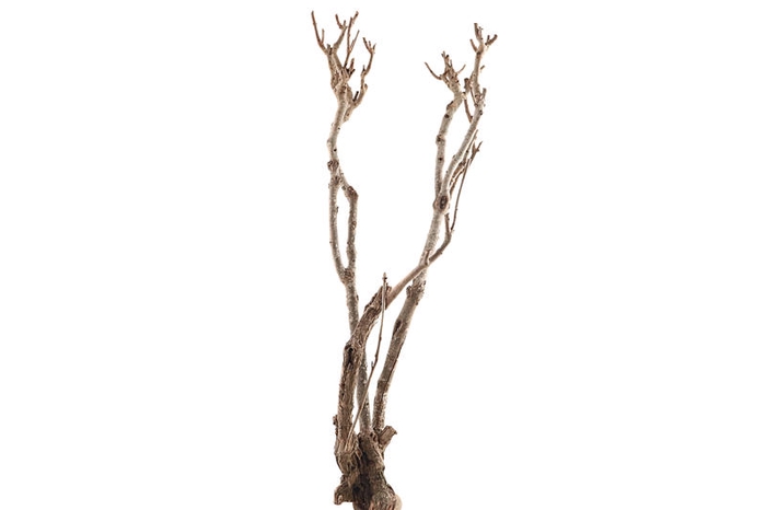 Syringa Branch Extra Mores