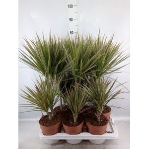 Dracaena marg. 'Bicolor'