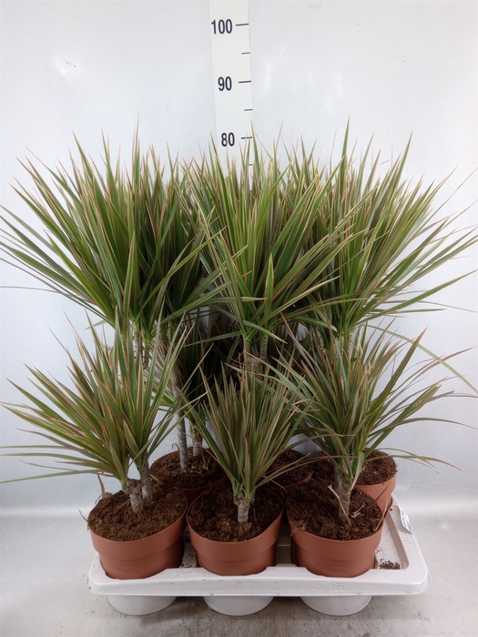 <h4>Dracaena marg. 'Bicolor'</h4>