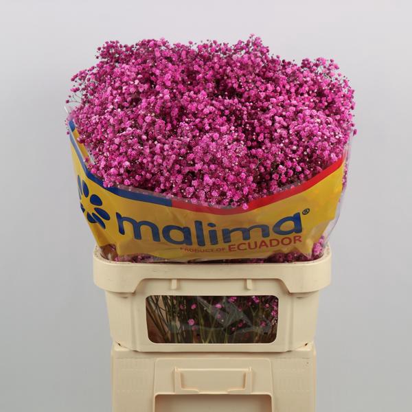 <h4>Gyps Klb Cerise Malima</h4>
