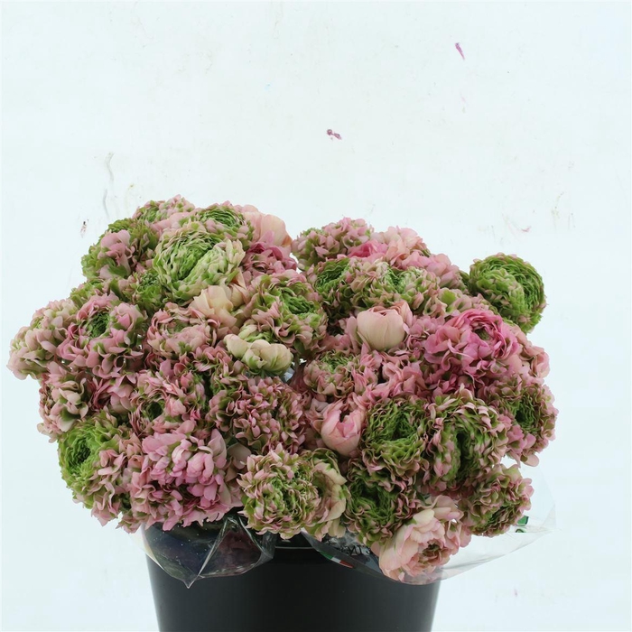 <h4>Ran Ponpon Hermione Pink</h4>