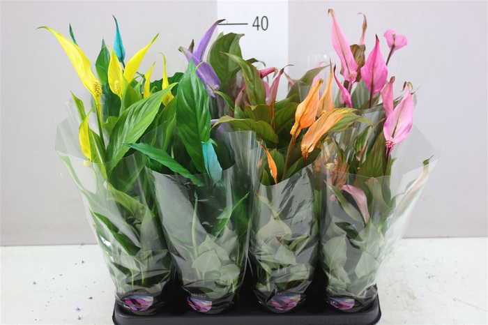 <h4>Spathiphyllum Chopin Mix Make Up</h4>
