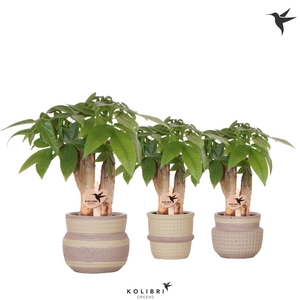 Kolibri Greens Pachira in Ethnic pot khaki mix