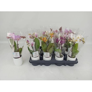 PHAL MINI