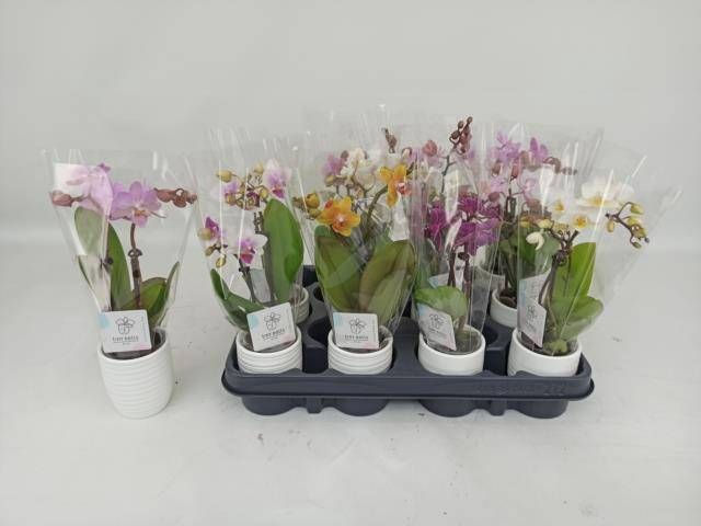 <h4>PHAL MINI</h4>