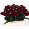 Dahlia Black Fox