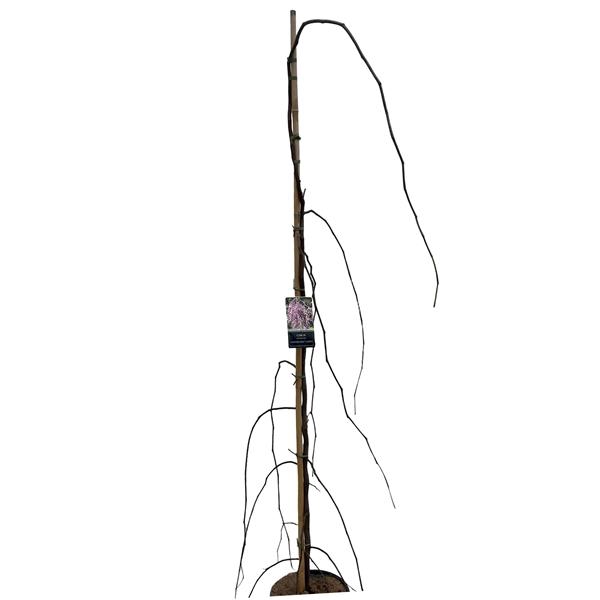 <h4>Cercis can. Lavender Twist 175-200 cm geveerd</h4>