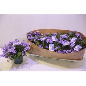 Camp Portenschlagian