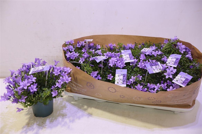 <h4>Camp Portenschlagian</h4>