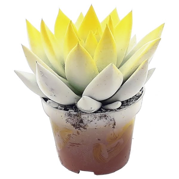 <h4>Echeveria bicoloured white/yellow</h4>