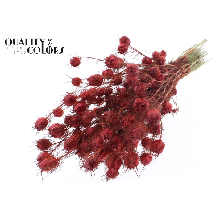 <h4>Nigella per bunch Red</h4>