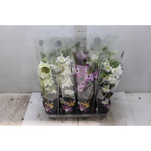 DENDROBIUM NOBILY P09 PREMIUM