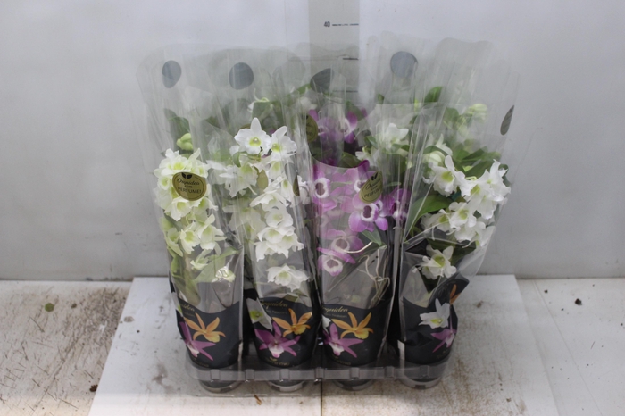 <h4>DENDROBIUM NOBILY P09 PREMIUM</h4>