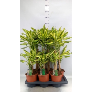 Dracaena frag. 'Yellow Coast'