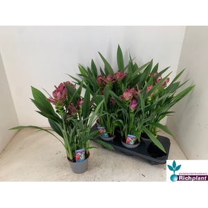 PLANTEN OV