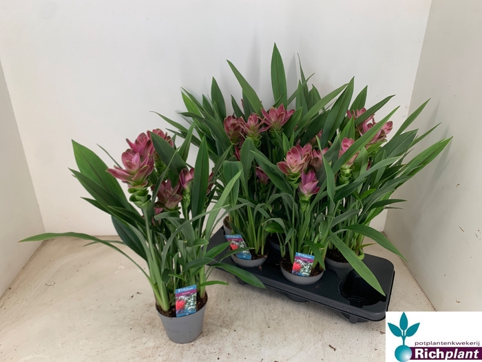 <h4>PLANTEN OV</h4>
